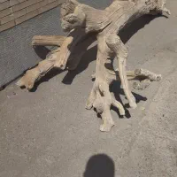 پرندبازهابخونن
