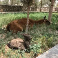 خدمات کشوری باغ اهو (بازنشستگان تامین)