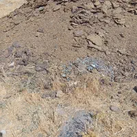 کود حیوانی (گوسفندی)