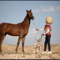 اسب ترکمن نریون|اسب و تجهیزات اسبسواری|جوین, |دیوار