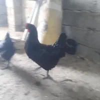 ۲عددمرغ تخم گذار سیاه