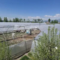 شراکت-فوری-برای-احیای-گلخانه-3200-متری-در-اردبیل