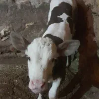 گوساله ماده ۶۰ روزه