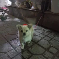 سگ تول خوشگل