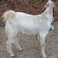 رودان برنطین|حیوانات مزرعه|رودان, |دیوار