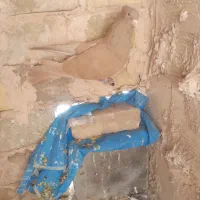 زرد کاکلی نر|پرنده|سبزوار, شهرک ابوذر|دیوار