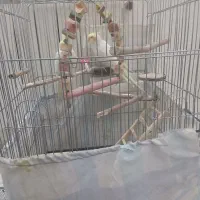 یک جفت عروس هلندی لوتینو با قفس