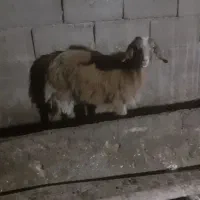 دو عدد بز ماده سرحال بدون هیچ عیبی|حیوانات مزرعه|میاندوآب, |دیوار