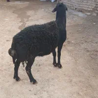 قوچ قره قزل