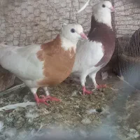 مسافتی وطوق