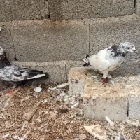 کبوتر|پرنده|رشت, حومه رشت|دیوار