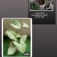 قرص کود عالی ۱۲۰ عددی|گل و گیاه طبیعی|تهران, جردن|دیوار