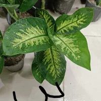 همایش ویژه گل و گیاه|گردهمایی و همایش|مشهد, حیدرآباد|دیوار