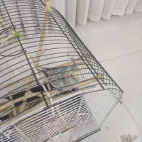 عروس هلندی نر|پرنده|شاهینشهر, گرگاب|دیوار