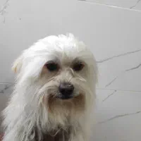 شیتزو خانگی