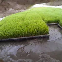 توم نشا
