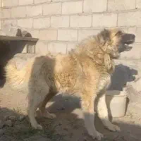 سرابی زات قدیم مخصوص نگهبانی