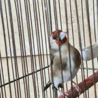 *فروش دو عدد سهره *|پرنده|دوگنبدان, |دیوار