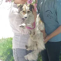 سگ پاکوتاه