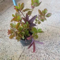 گل طبیعی ۵۰عدد|گل و گیاه طبیعی|جیرفت, |دیوار