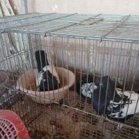 کبوتر بهبهونی|پرنده|برازجان, |دیوار