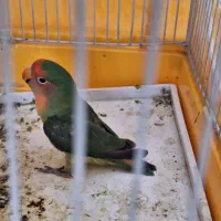 کوتوله برزیلی روزی کولیس|پرنده|مبارکه, |دیوار