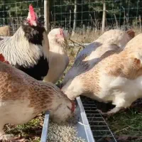 مرغ و خروس امرکانا|حیوانات مزرعه|تهران, فلسطین (میدان انقلاب)|دیوار