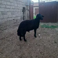 قوچ|حیوانات مزرعه|رامیان, |دیوار