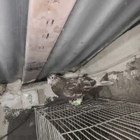 مفترع