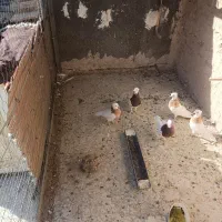 طوقی|پرنده|کاشمر, |دیوار