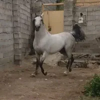 اسب کرد با شجره نوه کامران قدیری