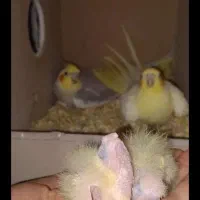 عروس هلندی|پرنده|آشخانه, |دیوار