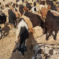 بز و بزغاله ( فروش به تعداد دلخواه مشتری)
