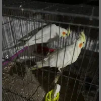 عروس هلندی جفت آماده تخم‌گذاری با نطفه تضمینی