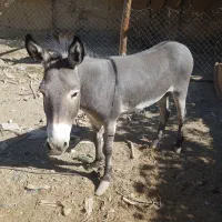 خر نر ۳ ساله