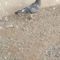 کبوتر سبز|پرنده|سراوان, |دیوار