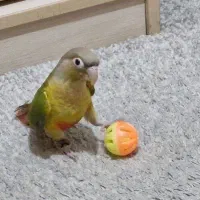 طوطی گرینچیک رام ، سخنگو