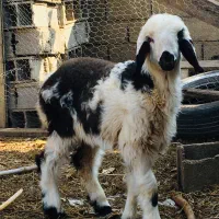 فروش جفتشون باهم بره و بزغالخ|حیوانات مزرعه|گنبد کاووس, |دیوار