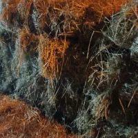 کلش کاه سراچین کلوش برنج گاو|لوازم جانبی حیوانات|لاهیجان, بازکیاگوراب|دیوار
