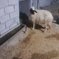 میش ابستن|حیوانات مزرعه|قلعه شاهین, |دیوار