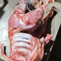 توزیع،مرغ وماهی