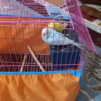 مرغ عشق|پرنده|نشتارود, |دیوار