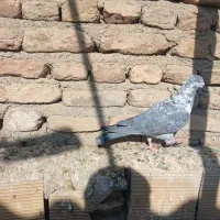 نامور|پرنده|همدان, |دیوار