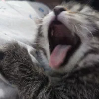 واگذاری گوربا رایگان