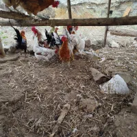 فروش مرغ خروس جوجه گلین و غاز روستایی اصیل|حیوانات مزرعه|بیله سوار, |دیوار