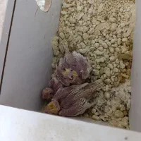 4 جفت طوطی با جوجه نر و ماده تکی هم هست