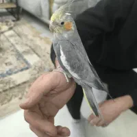 عروس هلندی و مرغ عشق قفس|پرنده|چناران, |دیوار