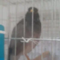 مرغ مینا سخنگو ۳ ساله