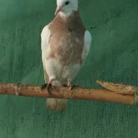 طوقی کرمانشاه|پرنده|رامیان, |دیوار