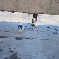 طوقی جفت و سهره نر